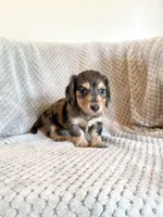 Jessica , a female Miniature Dachshund for sale in Somerset, KY – 1 of 1