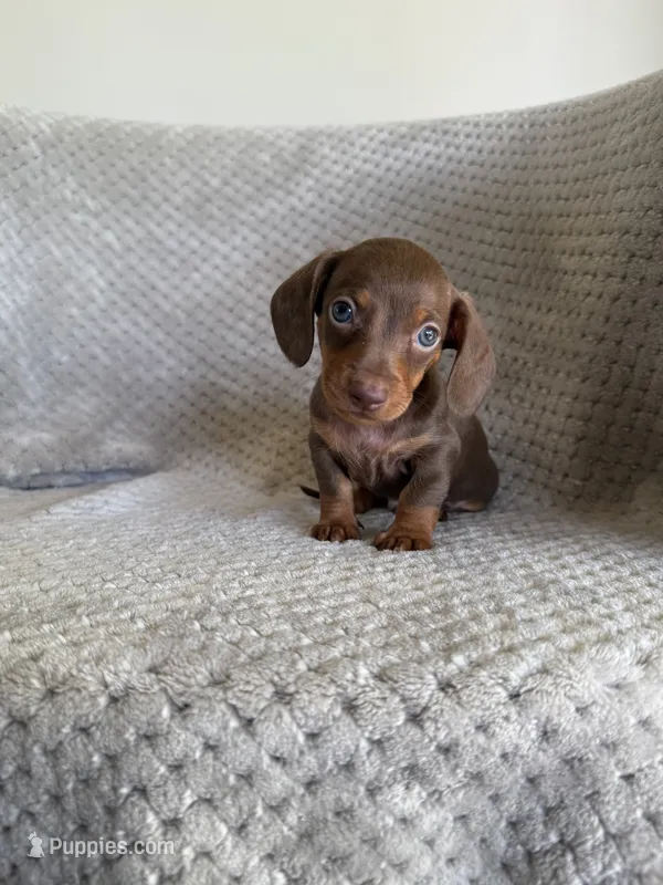 Melton – Miniature Dachshund puppy for sale in Somerset, KY