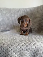 Melton, a male Miniature Dachshund for sale in Somerset, KY – 1 of 1