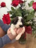 Diane, a male Schnoodle for sale in Somerset, KY – Photo 1 of 2