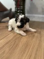 Diane, a male Schnoodle for sale in Somerset, KY – Photo 2 of 2