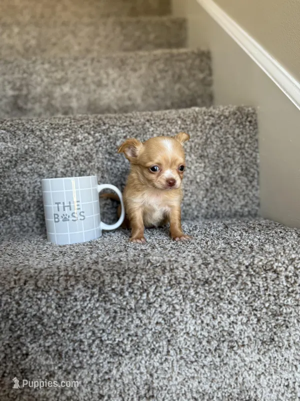 Minnie TEACUP – Chihuahua puppy for sale in Somerset, KY