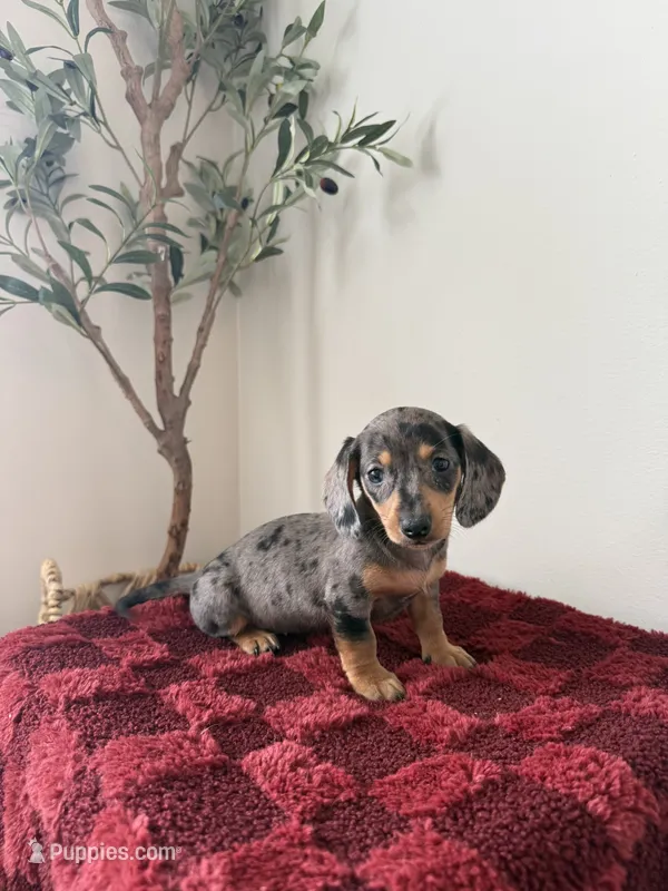Pamela  – Miniature Dachshund puppy for sale in Somerset, KY