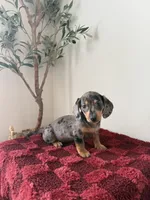Pamela , a female Miniature Dachshund for sale in Somerset, KY – 1 of 1