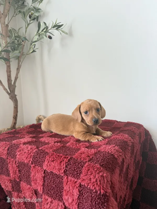 Peanut  – Miniature Dachshund puppy for sale in Somerset, KY