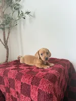 Peanut , a female Miniature Dachshund for sale in Somerset, KY – 1 of 1