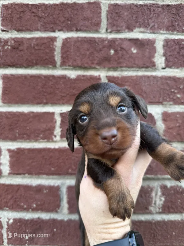 Juliet  – Miniature Dachshund puppy for sale in Somerset, KY