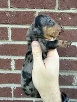 Harrison, a male Miniature Dachshund for sale in Somerset, KY – 2 of 3