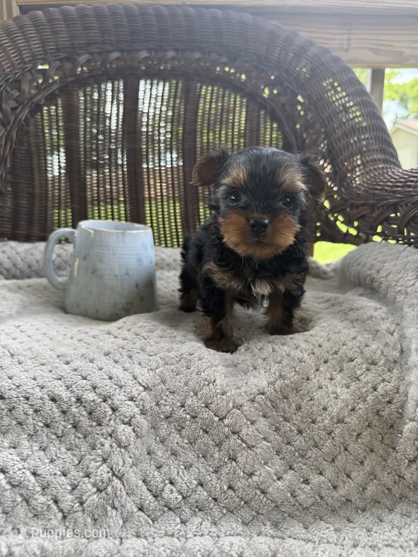 Saylor  – Yorkshire Terrier puppy for sale in Somerset, KY