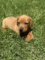 Taylor , a male Miniature Dachshund for sale in Somerset, KY – 1 of 1