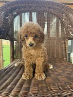 Justina , a female Poodle - Toy  for sale in Somerset, KY – 1 of 1