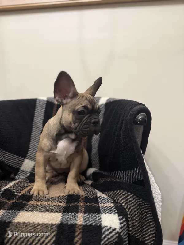 Betty  – French Bulldog puppy for sale in Somerset, KY