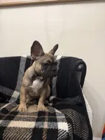 Betty , a female French Bulldog for sale in Somerset, KY – Photo 1 of 2