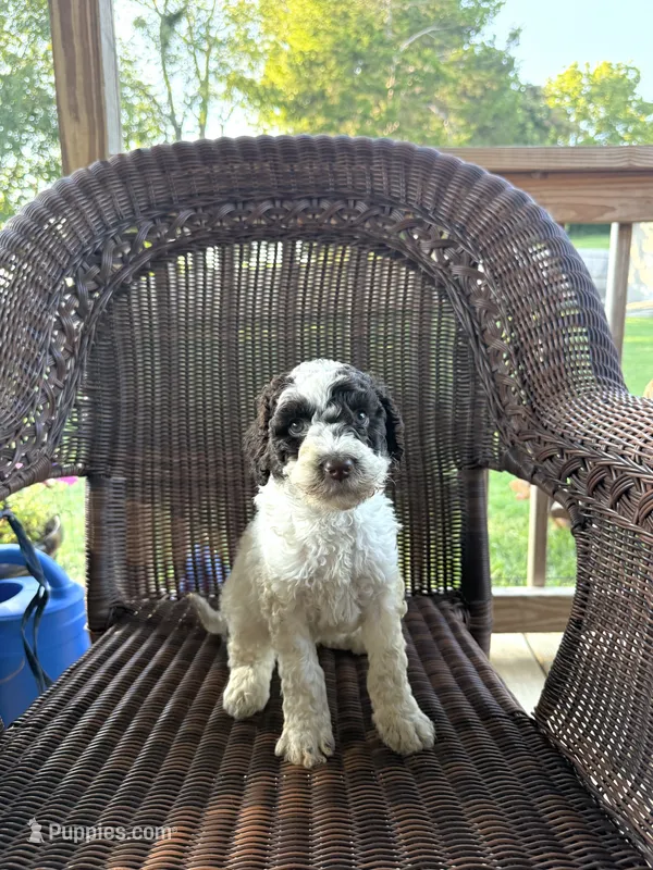 Lucy – Goldendoodle puppy for sale in Somerset, KY