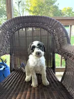 Lucy, a female Goldendoodle for sale in Somerset, KY – 1 of 1