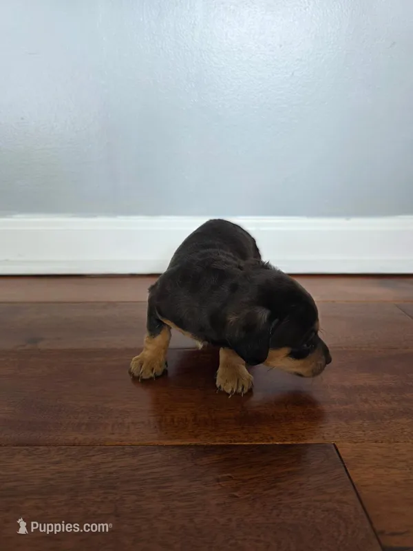 Briana  – Miniature Dachshund puppy for sale in Somerset, KY