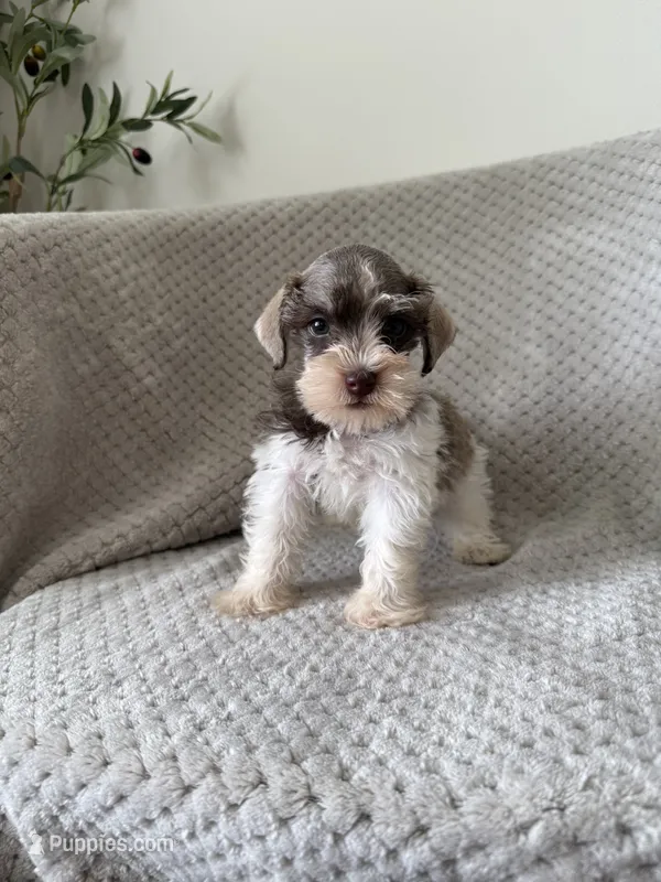 Savannah , a female Miniature Schnauzer for sale in Somerset, KY – 1 of 1
