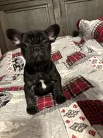 Leroy, a male French Bulldog for sale in Somerset, KY – Photo 1 of 2