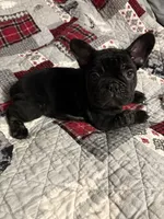 Leroy, a male French Bulldog for sale in Somerset, KY – Photo 2 of 2