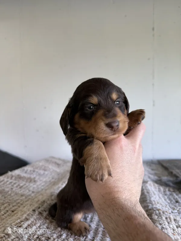 Walter – Miniature Dachshund puppy for sale in Somerset, KY