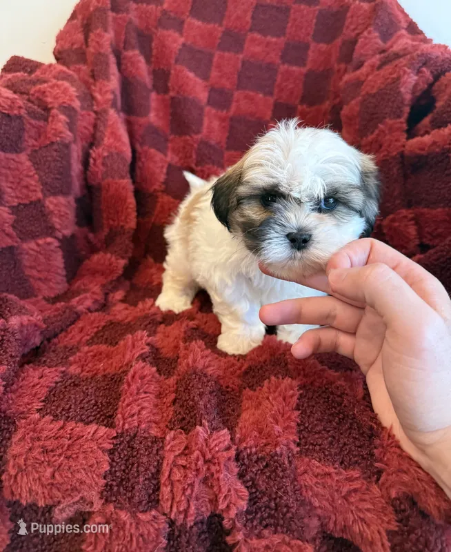 Silas  – Shichon puppy for sale in Somerset, KY