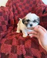 Silas , a male Shichon for sale in Somerset, KY – 1 of 1