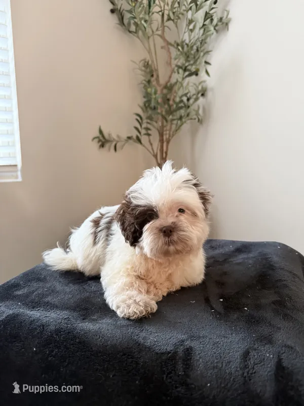 Tanner  – Bichon Frise, Shih Tzu puppy for sale in Somerset, KY