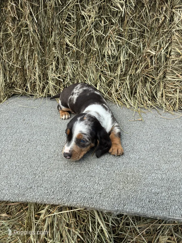 Eric  – Miniature Dachshund puppy for sale in Somerset, KY