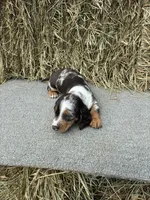 Eric , a male Miniature Dachshund for sale in Somerset, KY – 1 of 2