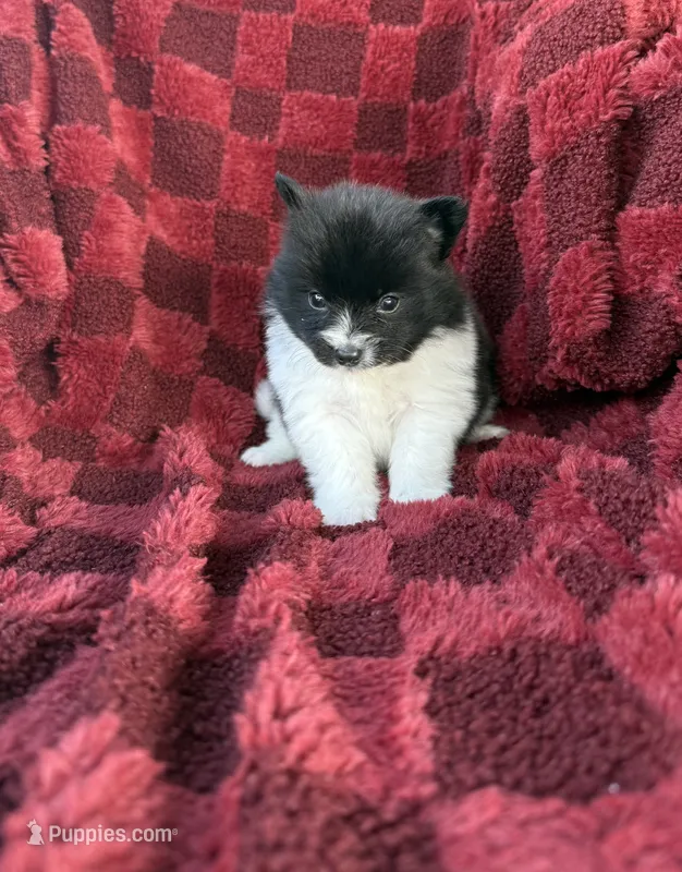 Darius  – Pomeranian puppy for sale in Somerset, KY