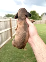 Natasha , a female Miniature Dachshund for sale in Somerset, KY – 2 of 2