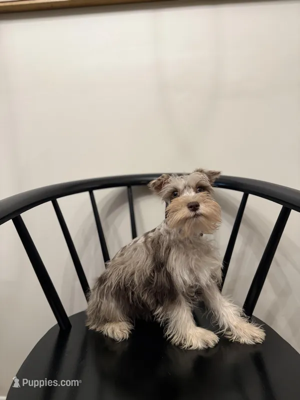 Preston – Miniature Schnauzer puppy for sale in Somerset, KY