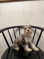 Preston, a male Miniature Schnauzer for sale in Somerset, KY – Photo 1 of 3