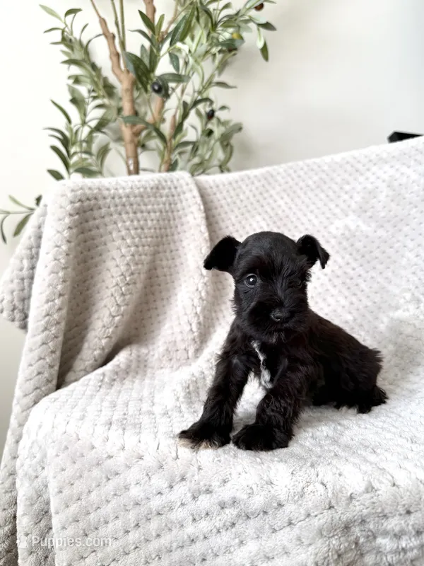 Richard TOY  – Miniature Schnauzer puppy for sale in Somerset, KY