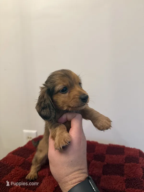 Emily  – Miniature Dachshund puppy for sale in Somerset, KY
