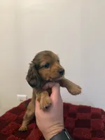 Emily , a female Miniature Dachshund for sale in Somerset, KY – 1 of 1
