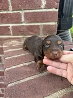 Juliet , a female Miniature Dachshund for sale in Somerset, KY – 2 of 2