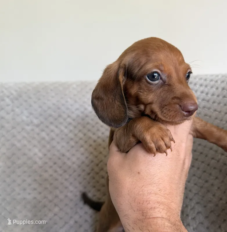 Minnie  – Miniature Dachshund puppy for sale in Somerset, KY