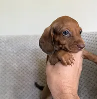 Minnie , a female Miniature Dachshund for sale in Somerset, KY – 1 of 1