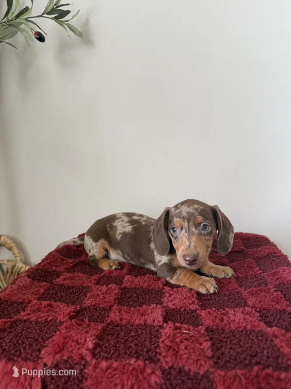 Paige  – Miniature Dachshund puppy for sale in Somerset, KY