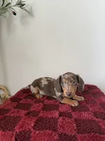 Paige , a female Miniature Dachshund for sale in Somerset, KY – 1 of 1