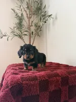 Randy LH , a male Miniature Dachshund for sale in Somerset, KY – 1 of 1