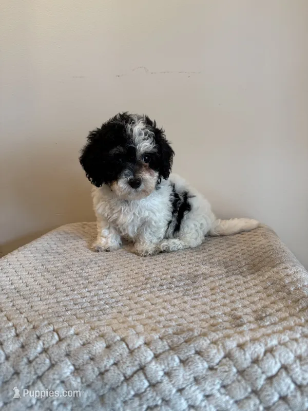Samantha  – Miniature Schnauzer, Poodle - Toy  puppy for sale in Somerset, KY