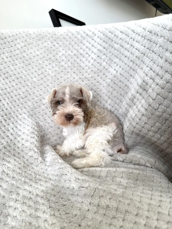 Russell  – Miniature Schnauzer puppy for sale in Somerset, KY