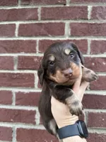 Jasper CHOC/CREAM LH , a male Miniature Dachshund for sale in Somerset, KY – 2 of 3