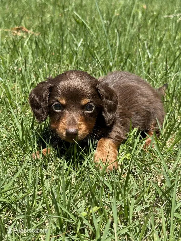 Luke LH , a male Miniature Dachshund for sale in Somerset, KY – 1 of 1
