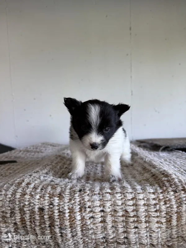 Darius  – Pomeranian puppy for sale in Somerset, KY