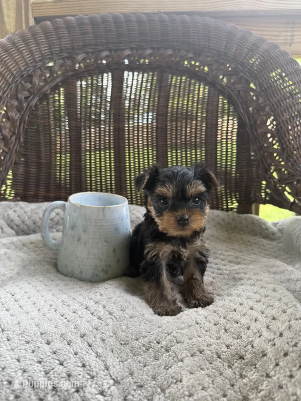 Sophia  – Yorkshire Terrier puppy for sale in Somerset, KY