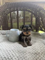 Sophia , a female Yorkshire Terrier for sale in Somerset, KY – 1 of 1