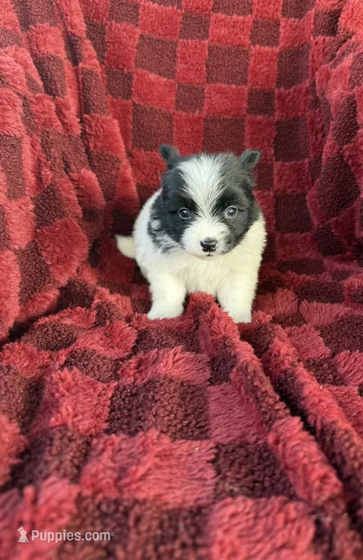 Darius  – Pomeranian puppy for sale in Somerset, KY